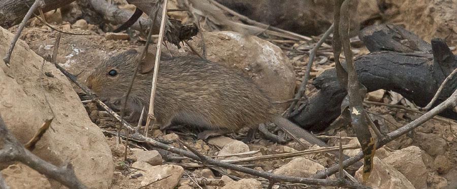 Nilråtta, en pigg och trevlig liten gynnare. Foto: Per Hill Diverse andra djur 1. Nilråtta African Grass Rat (Nile Rat) Arvicanthis niloticus 3 Ayn Kheesh 21/7, 3 Ayn Hamran 22/7, 2 Ayn Kheesh 28/7 2.