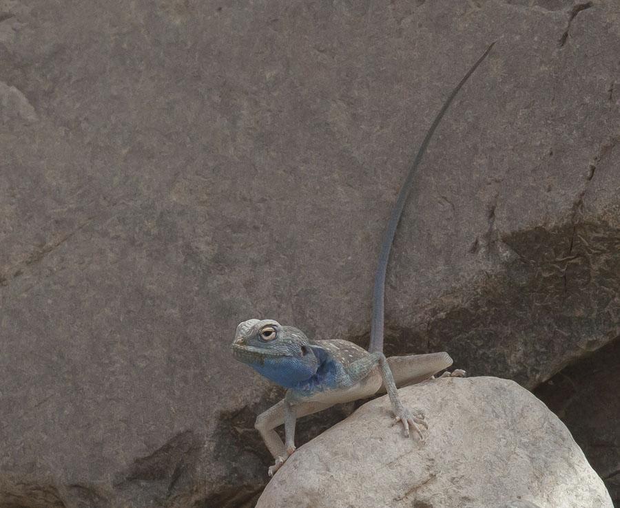 Soppsköldpadda Green Turtle Chelonia mydas 1 Ras Mirbat 23/7 [Bloodsucker (Variable Agama) Calotis versicolor] 1 Ayn Kheesh 21/7, 1 Ayn Razat 24/7, 1 Tawi Atayr 26/7; introducerad Sinai Agama.