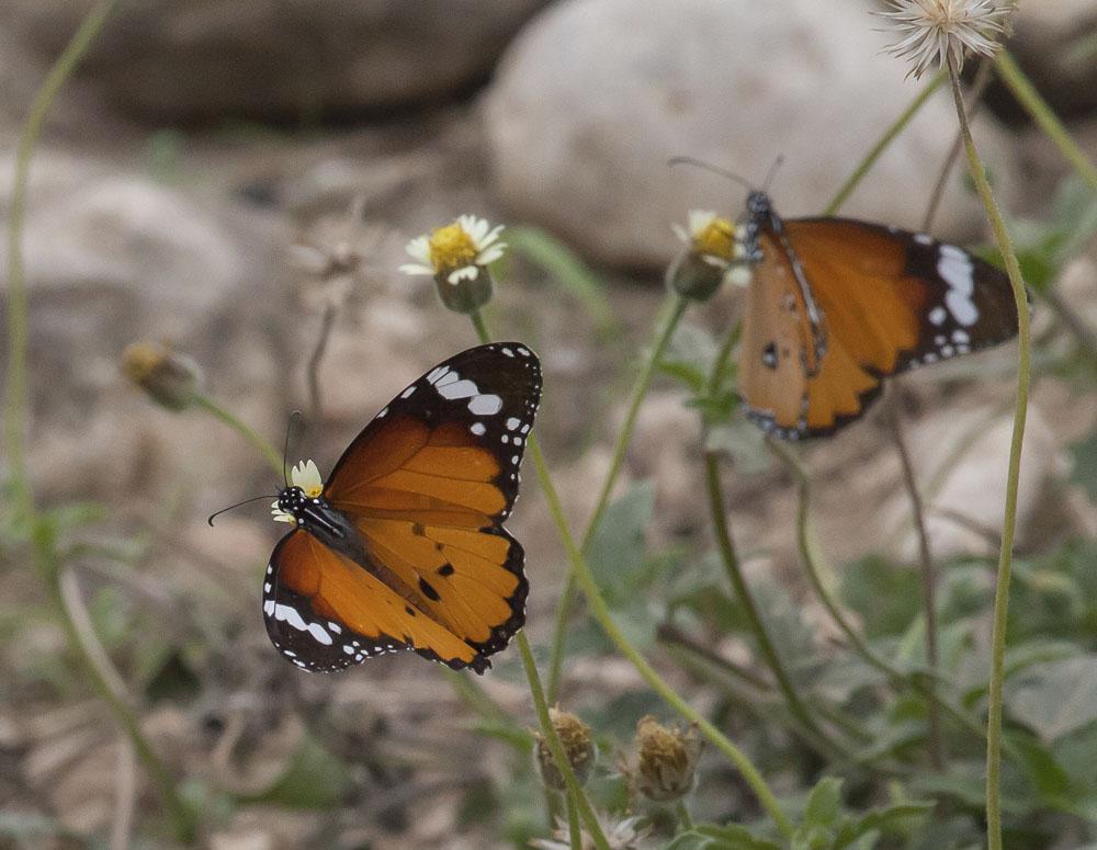 Afrikansk monark Danaus chrysippus, en