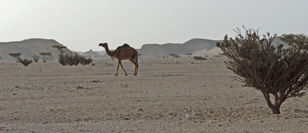 Wadi Rabkut. Härlig öken. Foto: Elly Mattsson INLEDNING Södra Oman i juli skiljer sig en del från de många resor AviFauna arrangerat under senhöst och vinter.