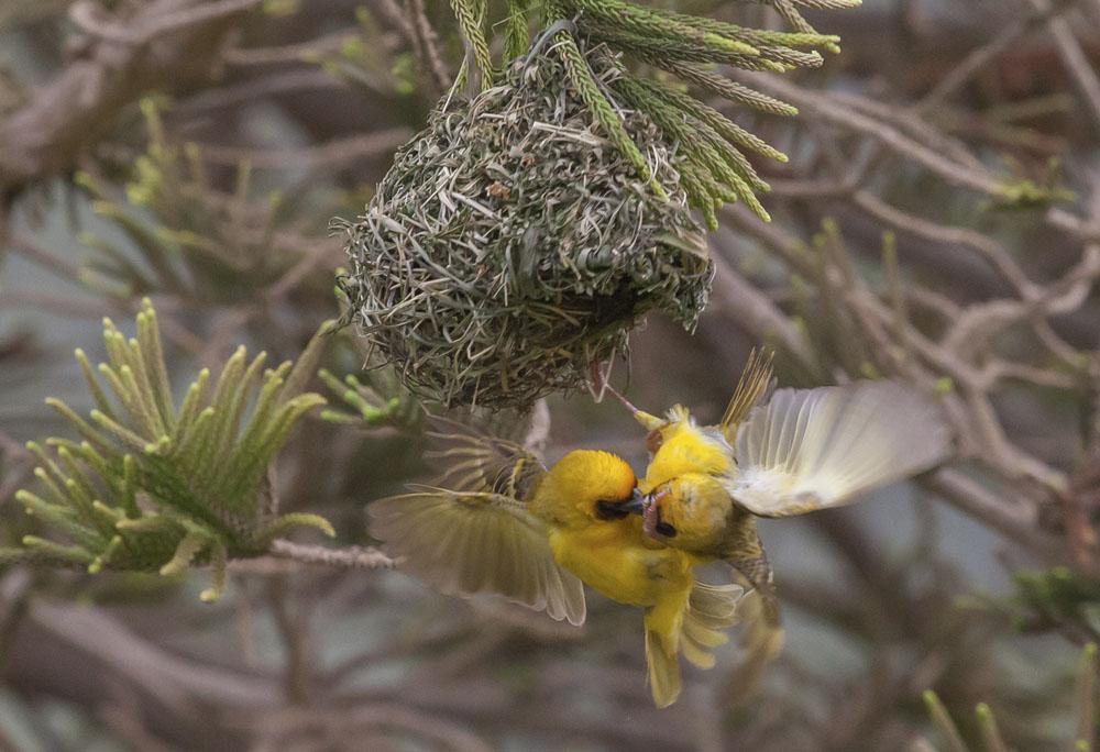 Vävarhannar i vilt slagsmål vid ett bo, Ayn Razat. Foto: Per Hill nervända exemplar av Mesquite Prosopis juliflora i ett stort område. En långnäbbad piplärka som smyger på sluttningen är ny för resan.