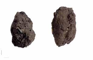 Proverna togs från två olika gropar och en härd. Syftet med analysen var att undersöka om de innehöll förkolnad växtmakrofossil som kunde ge information om funktion och ålder. Metod Figur 1.
