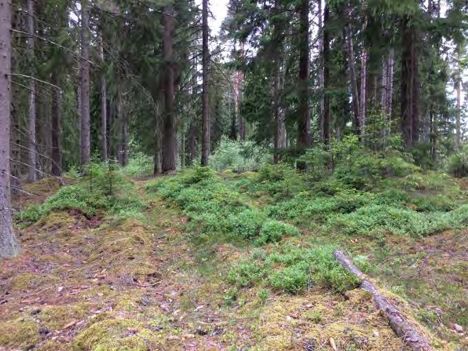 Den södra delen av planområdet består till största del av granskog med visst tallinslag. En del av området utgörs av ett hygge med nyplanterad gran.