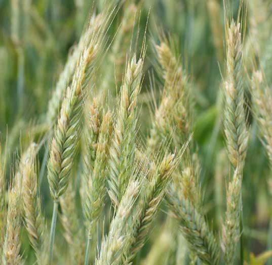 Rågvete, 1 försök, Skurup, Dinaro gulrost 95 % angrepp blad 2 - obehandlat 1,56 ton/ha - 2