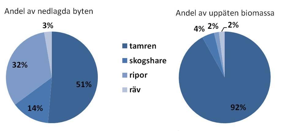lofamiljegruppernas renuttag under vintern tillkommer ensamlevande lodjur och även renar fällda under sommaren.