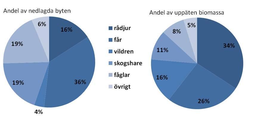 Del av diet Upprepade studier av lodjurets bytesval har visat att får inte är förstahandsvalet i dess diet (Odden et al. 2006, Moa et al. 2006, Stahl et al. 2002, Odden et al. 2008).
