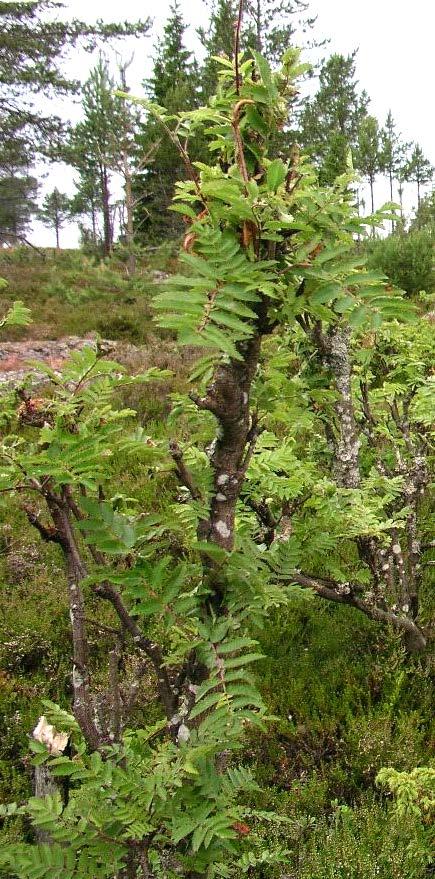 Biologiskt värdefulla lövträd Älgbetning hindrar återväxt av trädbildande asp och rönn i ungskog På en av
