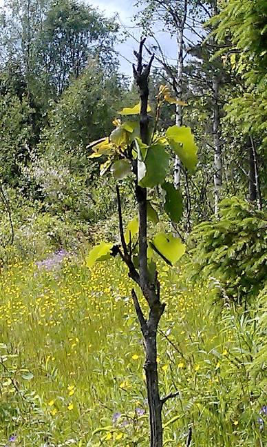 Biologiskt värdefulla lövträd Indikator: Höjd och älgskada hos högsta rönnen och aspen på varje provyta.