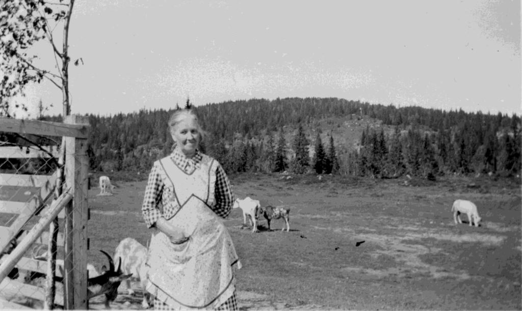 Bupigor, getare och vildhästar på Havsnässkogen.