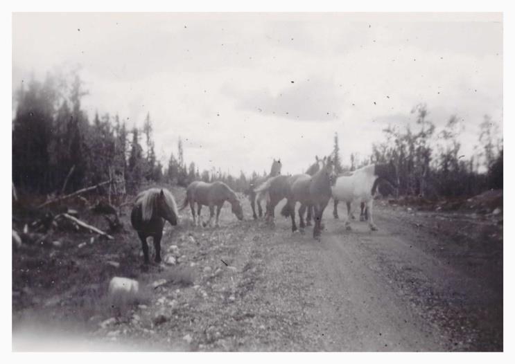 Nr 2 på kartan. Hästar på Havsnässkogen 1950-60 tal.
