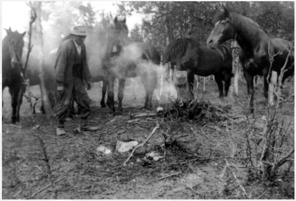 Hästgetare bildkälla http://www.fotoarkivet.vilhelmina.se Hästgetaren Hästarna hade ingen fast punkt utan flyttade sig till de ställen med bra bete och tillgång till vatten.