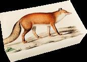 STTVAL