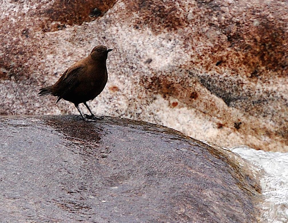 Strömstarar i världen Vår art av strömstare (Cinclus cinclus) finns i nästan hela Europa samt västra och centrala Asien. Det är den enda tättingen i Europa som kan både simma och dyka.