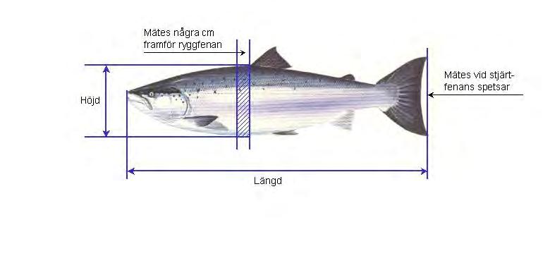 Fiskstorlek Endast