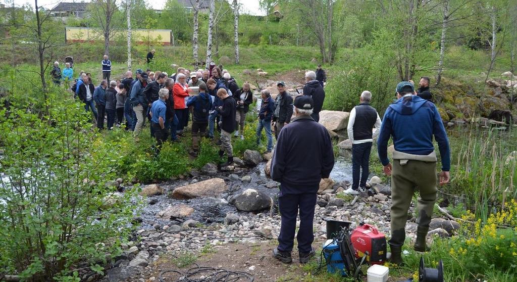 14 Figur 7. Ett stort intresse för den nya fiskvägen i Lillån, Kvillsfors våren 2016. Foto: T.