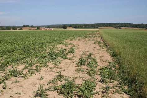 nyhetsbrev nr 1 2006 Övrigt vilt Övrigt vilt Få lantbrukare rapporterar skador på gröda I januari 2006 skickade Länsstyrelsen i Östergötland, i samarbete med, ut en enkät till lantbrukarna kring den