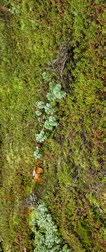 till exempel sedum eller mossmatta. Byggnaden kan ha betongfasader och de kan eventuellt förses med naturlikt fasadmaterial, som omålade träribbor.