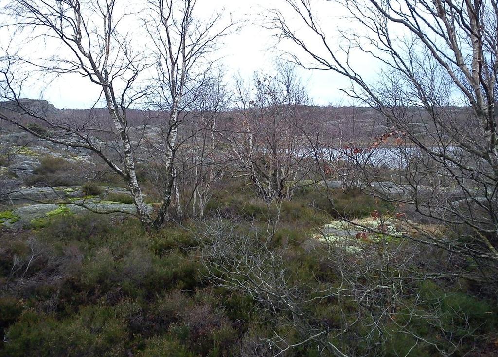 7 (15) För sydvästra delen av planområdet (del av planområdet närmast Mjölkekilen) påträffas berg i dagen inom stora delar (se bild 3 & 4) av aktuellt delområde och borrningar intill Mjölkekilens