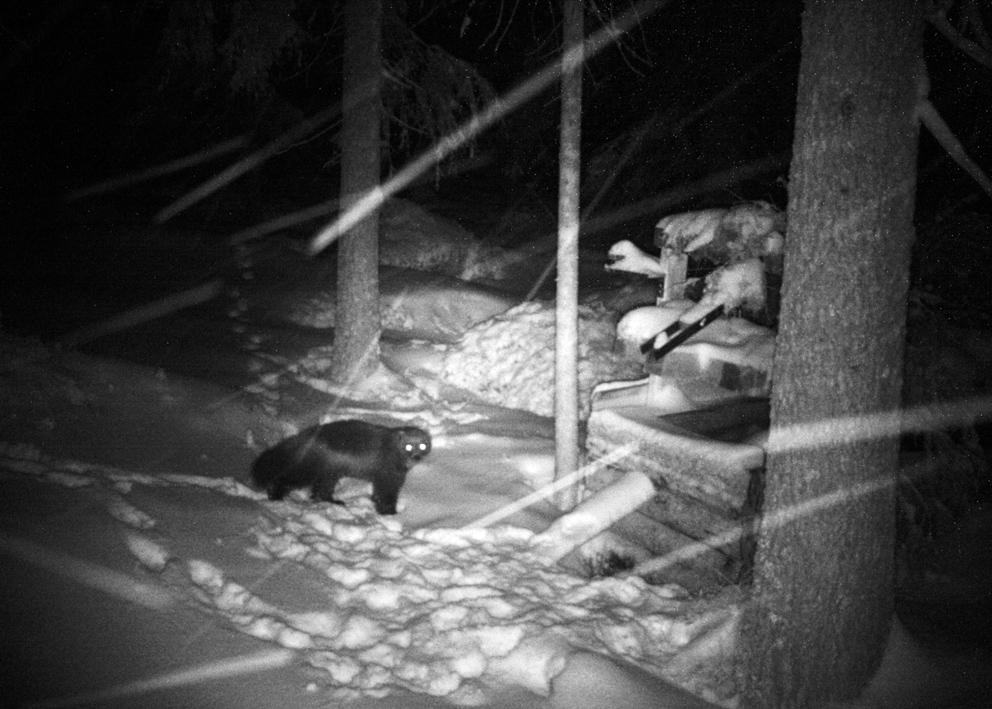 Inventering av stora rovdjur Värmlands län