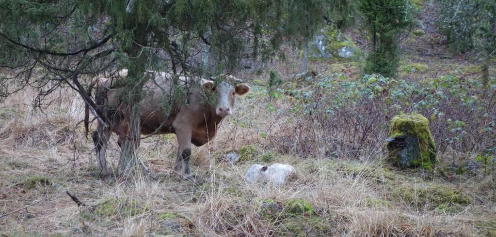 102 ge lugn åt det hela och i själva mötet med naturen och fränder så föreslås att man planerar för flera halvdagar snarare än för en längre.