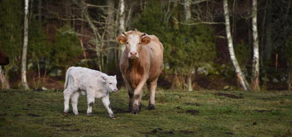 EN DAG UTE I VÅRA FÖRNÄRMSTA HAGMARKER OCH SKOGSBETEN Naturbetesmarkerna tillhör Blekinges och Ronneby kommuns förnämsta världsarv.