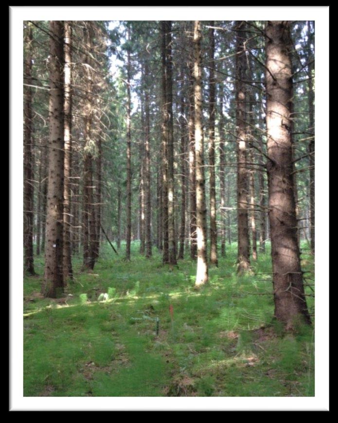 Evapotranspirationsförmågan hos olika trädslag varierar.