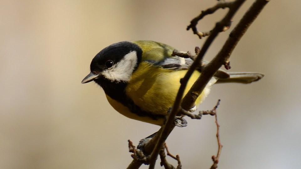 J A N U A R I 18 januari B O K C A F É - TE M A F R A M T I DEN Vi fikar och pratar om böcker vi läst, böcker vi vill läsa, böcker vi älskar, böcker vi avskyr.