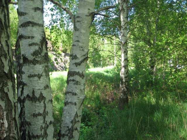 I programmet är planområdet utpekat som område inom vilket tio bostäder kan uppföras.