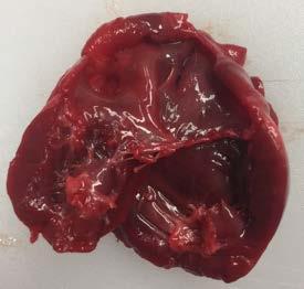 Figur 13. Kraftigt dilaterat vänster förmak. Rikligt med fibrotiska stråk (se pilarna) i anslutning till papillarmuskel på den septumställda väggen. Foto: Lisa Lindström, SLU. Figur 14.