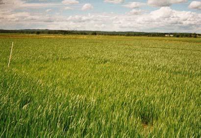Tabell 5. Kväve (kg ha -1 ) i ovanjordiska växtdelar i nollrutorna vid skörd (N-upptag). n = antal nollrutor, StDav = standardavvikelse.