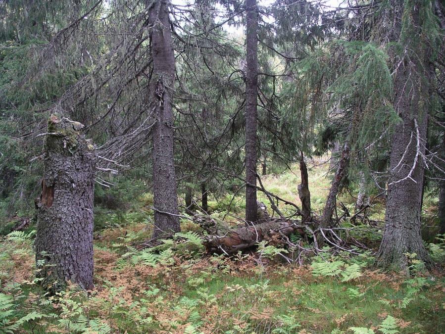 5 / 8 PLANDEL Skötsel och förvaltning av naturreservatets naturvärden Ritjelsbergets naturreservat utgörs av gammal naturskogsartad granskog med höga boniteter, lång skoglig kontinuitet, naturlig