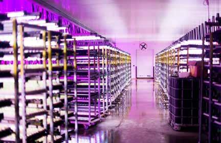 Heliospectra i korthet 2017 Heliospectra (publ noterat på Nasdaq OMX First North) grundades 2006 och specialiserar sig på intelligent ljusteknologi för växtforskning och växthusodling.