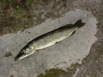 Det finns fyra djupzoner i Sjökärrssjön, men det var endast i de tre översta som det fångades fisk vid årets provfiske.