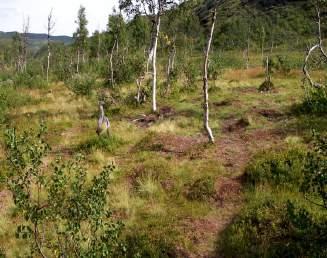 Ett föränderligt landskap möter dig här och vissa partier är skyddade med trappor som byggts längs leden. Utgångspunkt: P-plats vid gården vid Leipikvattnet Korallgrottan Sveriges längsta grotta!