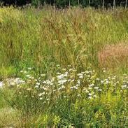 6.7 Övrig vegetation Befintlig vegetation ska bevaras och behandlas med stor hänsyn till dess funktion och värde.