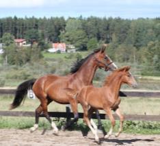 120 100 80 60 40 20 0 J F M A M J J A S O N D % Mares ovulating % Mares in estrus Inhysning av dräktiga
