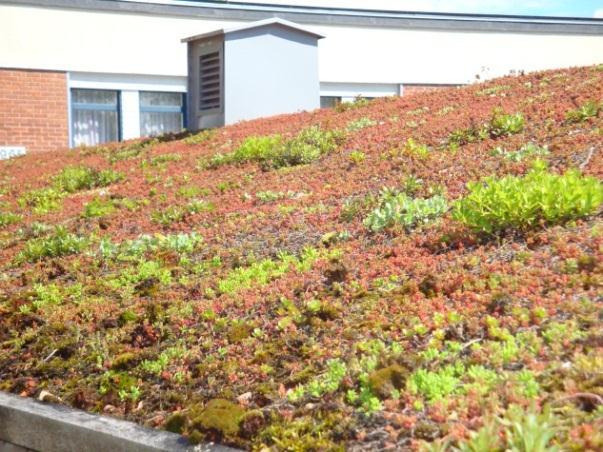 Gröna tak kan anläggas på hus, komplementbyggnader och tak över parkeringsplatser carports).