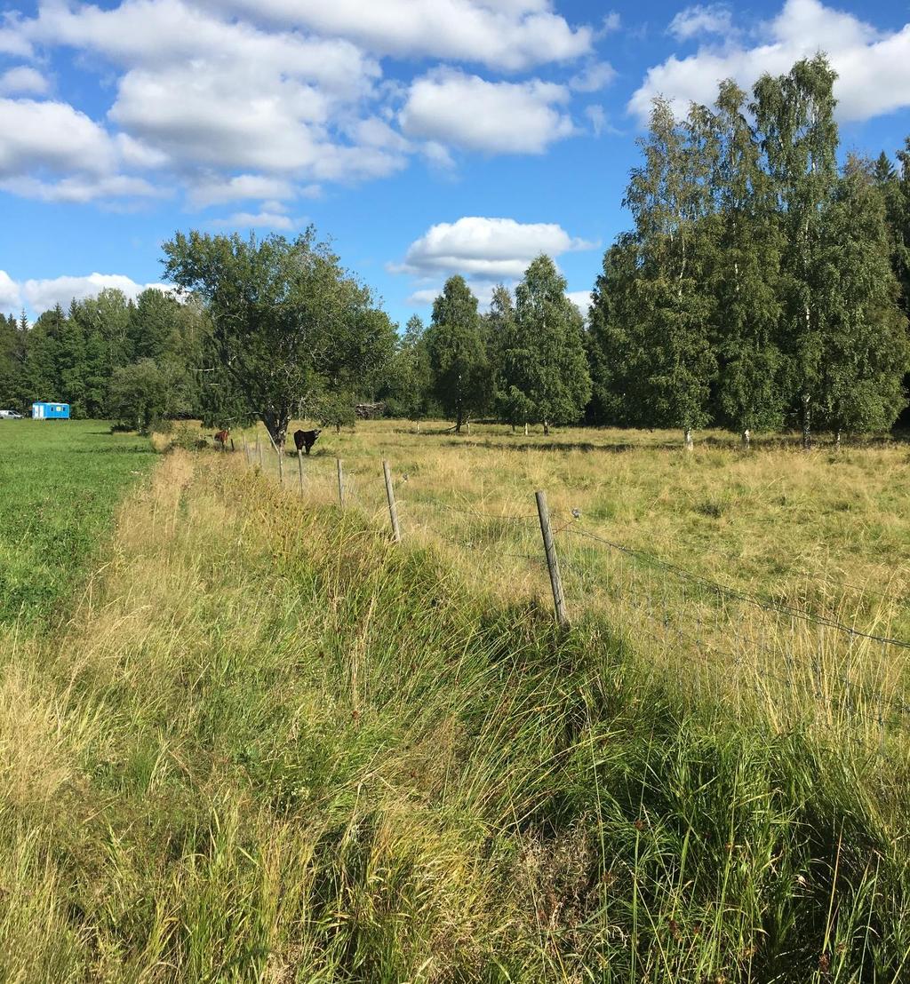 Objekt 3. Kolbotten (A373) En kolbotten påträffades under sökschaktningen i utredningsområdets västra del och var 16-17 meter i öst-västlig riktning.