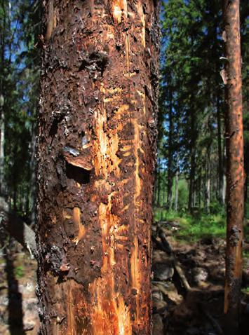 rapport 2012/6 insektsinventering av naturvårdsbränna på