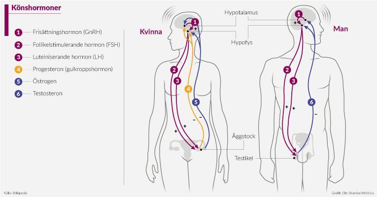 Varför påverkas fertilitet och sexualitet?