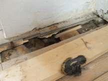 Glimmebodagården vårdåtgärder 2013 Interiör Golven i två av rummen i bostadshuset har undersökts för att utreda eventuell förekomst av svampangrepp.