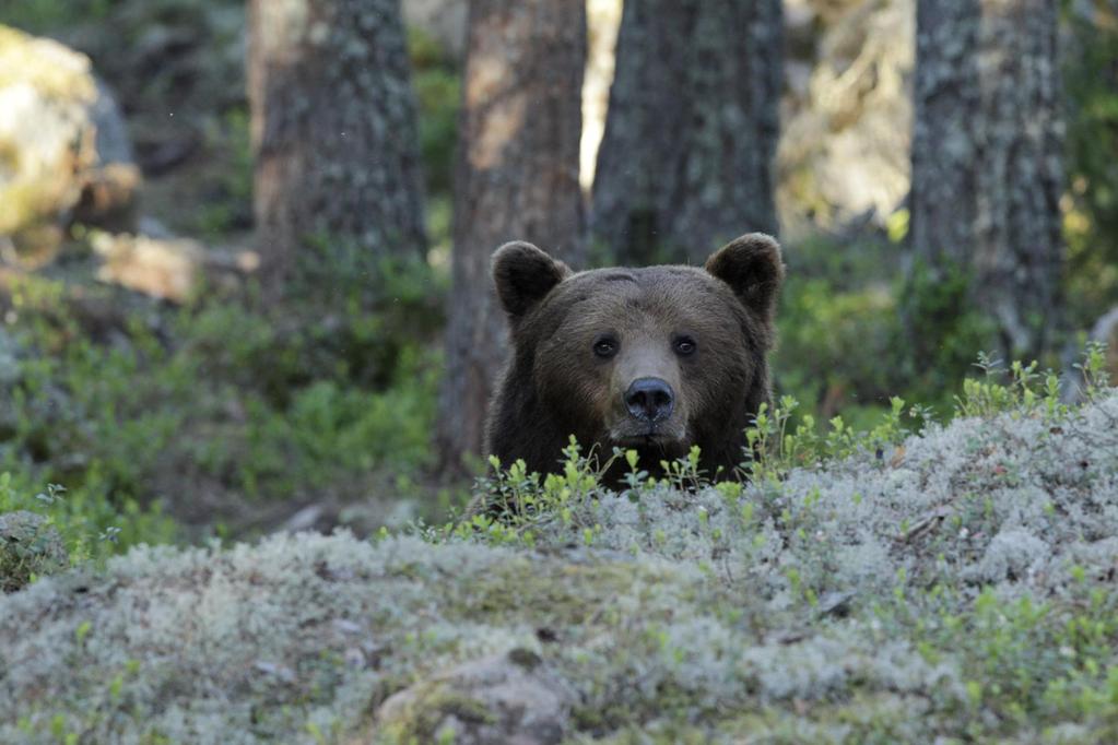 Besöksnäringen är världens snabbast växande näring och varje dag fattas beslut runt om i världen var man ska bo, investera, jobba, studera, etablera och var man ska resa.