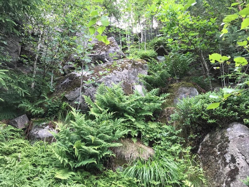 13 (18) 5. Bergsbranten, norra delen. Bild tagen mot öst, inom undersökningsområdet (delområde D). Gnejs. Stora block i släntfot, idag stabila.