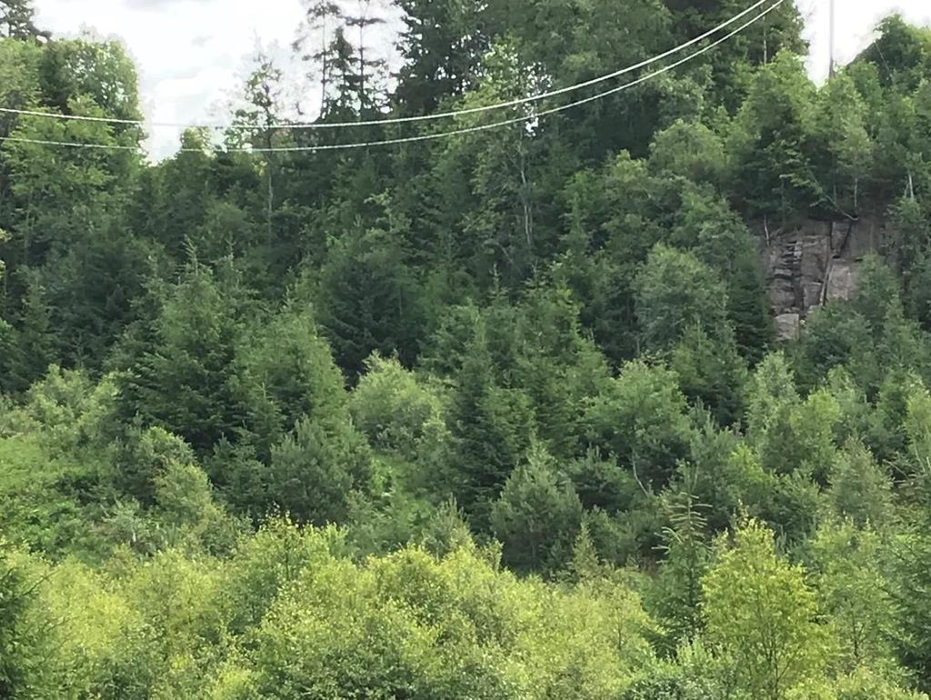 5 (18) väg vid delområde D (bild 2 och 3 i Bilaga 1), i blockslänten väster om bergsbranten i delområde D (bild 4 i Bilaga 1) samt väster om detaljplaneområdets sydvästra hörn vid delområde E (bild 9