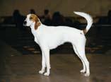 meddelande Pressmeddelande Pressme Spånga 10 01 11 American foxhound, braque de bourbonnais, cimarrón uruguayo och hokkaido registrerades för första gången i Sverige under 2009.
