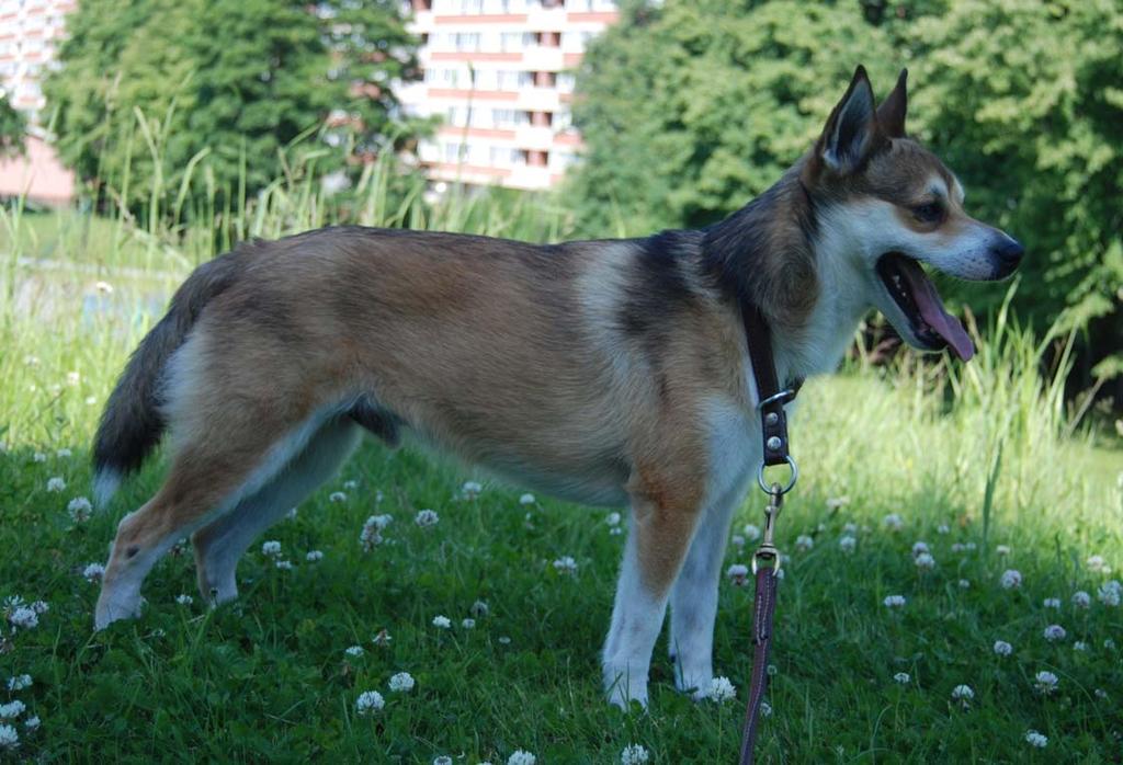 Årets Lundehund -