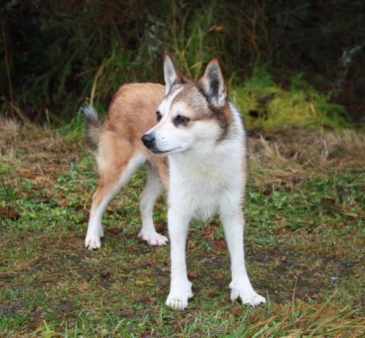Årets Lundehund - Utställning 2009 4.