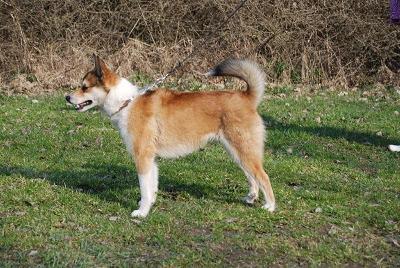 Årets Lundehund Valp 2009
