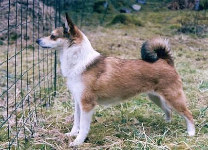 Kvarnström Årets Lundehund