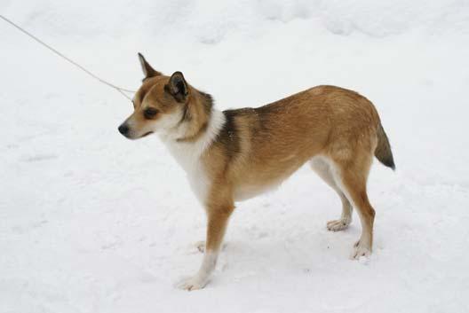 CERT/CACIBVINNARE 2009 Eriksro Dashing Doris S20238/2008 * född: 2008-01-03 Cliffhanger Faust * Mountjoy Ultra Eriksro uppf.